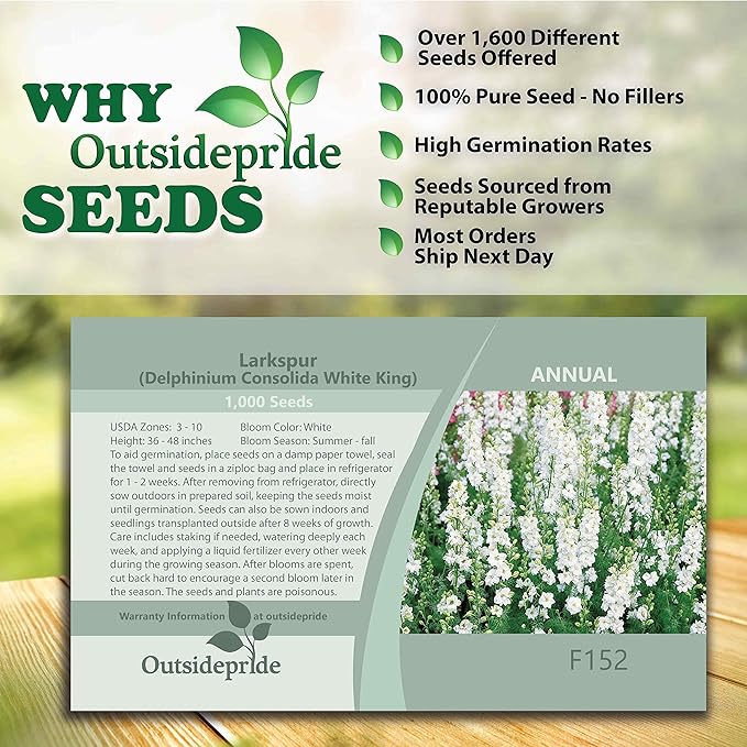Outsidepride 2000 Seeds Delphinium White Larkspur Flower Seeds for Planting
