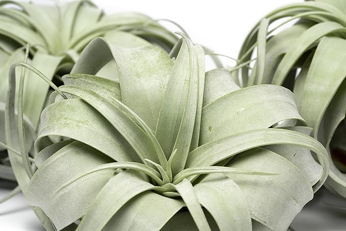 Tillandsia Xerographica Air Plant Set (3 Pack), Tillandsia Air Plants Live Large Indoor Plants Live Houseplants, Exotic Plants for Succulent Terrarium, Succulents Plants Live Plants by Plants for Pets