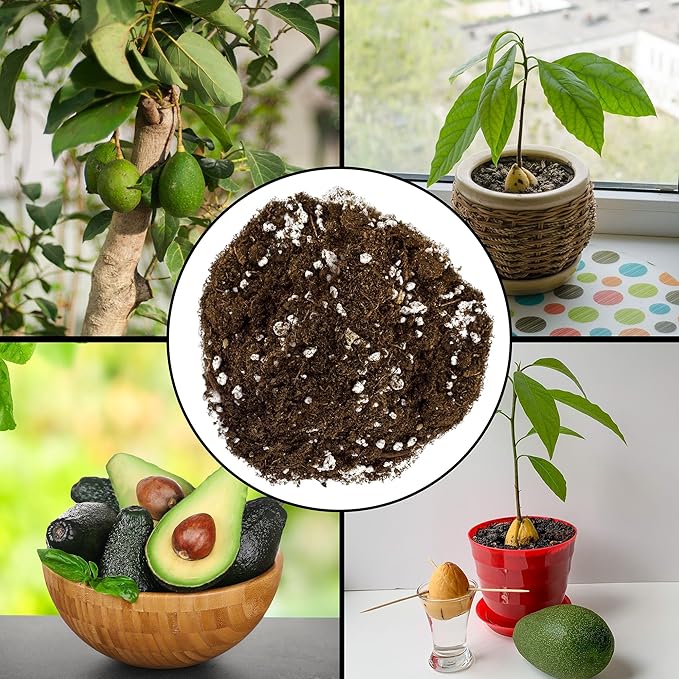 Avocado Tree Potting Soil Mix (12 Quarts), for Germinating, Growing and Repotting Avocado Plants