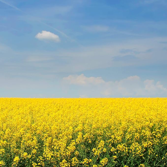 Outsidepride 10000 Seeds Annual Yellow Mustard Herb Garden Seed for Microgreens, Sprouts, & Cooking