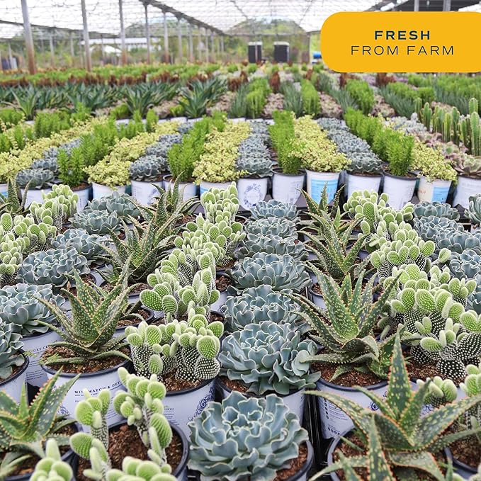 Costa Farms Live Indoor Plant Hoya Heart, Easy to Grow Succulent-Like Houseplant in Cute Decor Planter, Housewarming Gift, Office or Room Decor, 5-Inches Tall