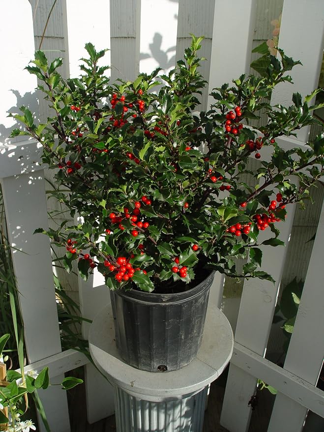 Ilex X meserveae 'Blue Princess' (Blue Holly) Evergreen, #3 - Size Container