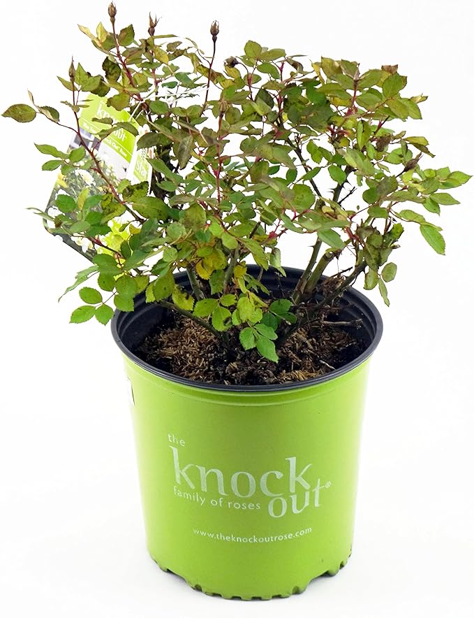 Green Promise Farms Rosa `Sunny Knock Out` (Reblooming) Rose, 3 Size Container, yellow flower