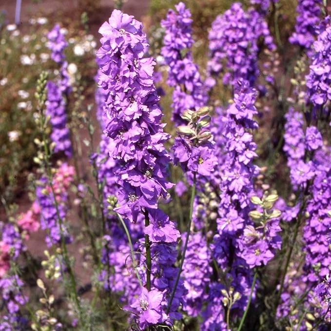Outsidepride 1000 Seeds Delphinium Lilac Larkspur Flower Seeds for Planting