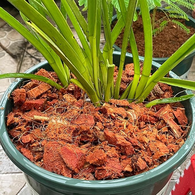 2 Pack (2.2 lbs) Coco Chips for Indoor Plants and Reptiles - Coco Coir and Coconut Fiber Substrate - Coconut Coir Chips for Gardening, Box Turtle Bedding, and Leopard Gecko Substrate