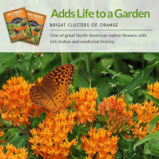 Butterfly Milkweed Seeds for Planting - Pack with Instructions to Grow Asclepias Tuberosa - Attract Butterflies & Help Conservation - Non-GMO Heirloom Open-Pollinated - Survival Garden Seeds