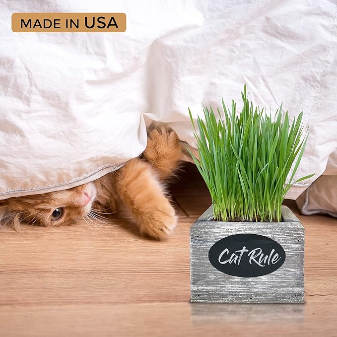 Cat Grass for Indoor Cats Kit – Organic Wheatgrass Seed & Soil, Hairball Remedy in Red Cedar Planter, Gift Box with Bonus Label, Pen & 10% Cat Treats Discount (White)