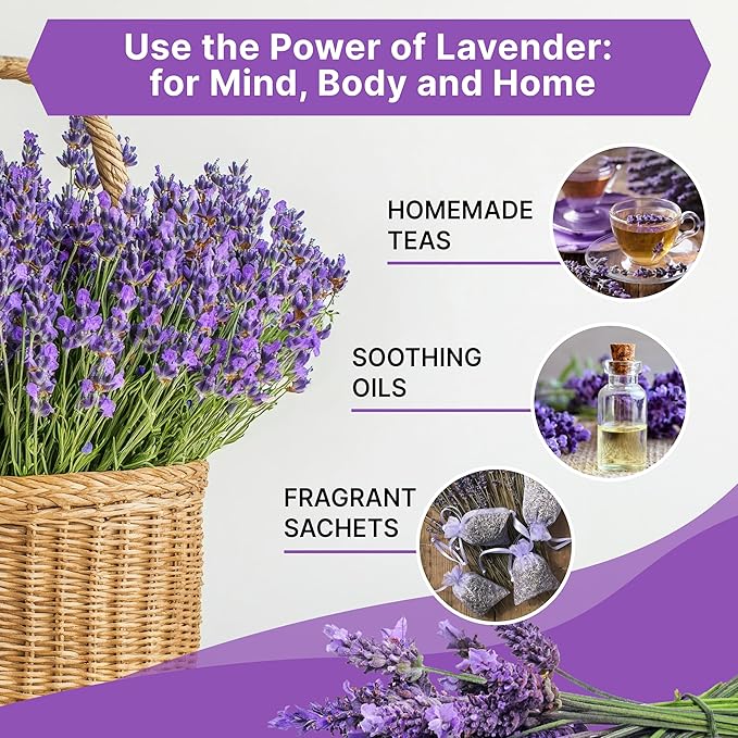 Organo Republic 3-Pack English Lavender Seeds 7.50G - Over 6600 Non-GMO Heirloom Lavender Seeds for Planting in Individual Seed Packets, Herb Seeds for Planting Home Garden Indoor & Outdoor Gardening