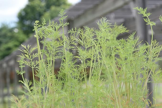 Burpee Dill Seeds