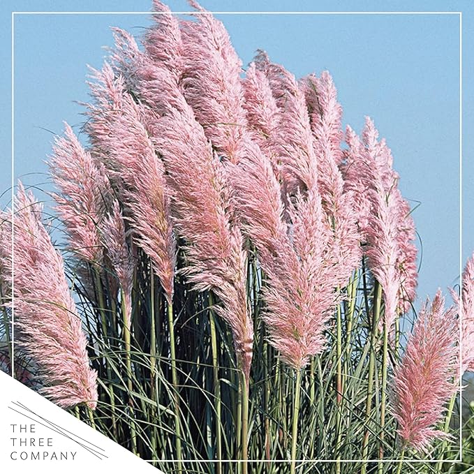 Live Ornamental Perennial Grass - Pink Pampas (2 Per Pack), Showy Accent Plant, 12" Tall by 6" Wide in 1.5 Quart Pot
