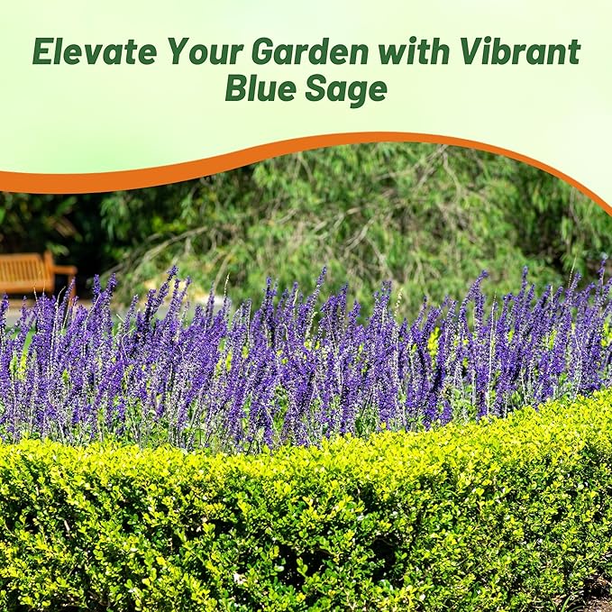 Outsidepride Blue Sage Seeds - 1/4 Lb. Perennial, Drought-Tolerant & Deer-Resistant Wildflower Seeds w/Fragrant Blooms for Pollinator Attractant for Butterfly & Hummingbird Gardens & Landscaping