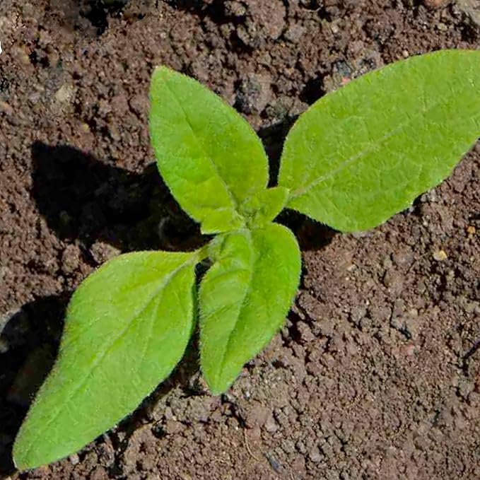 Seed Needs, Dwarf Teddy Sunflower Seeds - 100 Heirloom Seeds for Planting Helianthus annuus - Double Petaled Blooms, Attracts Pollinators/Butterflies (5 Packs)
