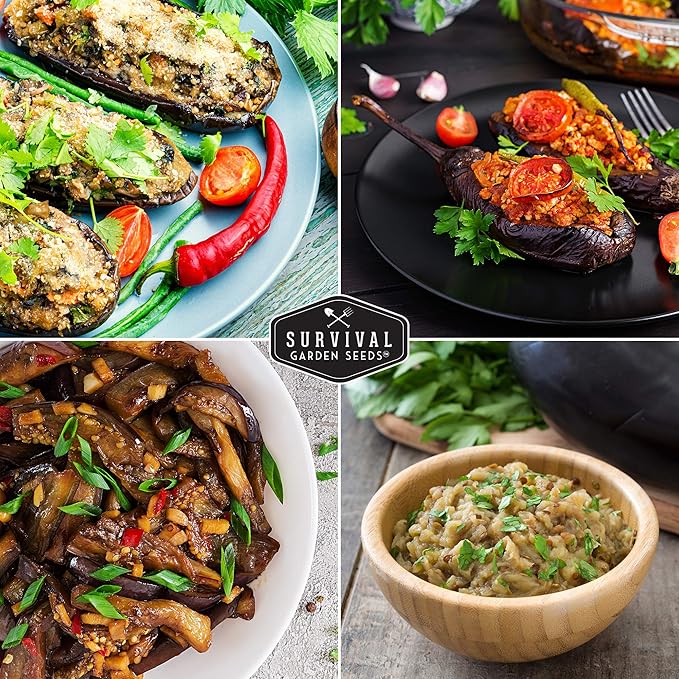 3 Packs Black Beauty Eggplant Seed for Planting - Packet with Instructions to Grow Purple Aubergine Plants in Your Home Vegetable Garden - Non-GMO Heirloom Variety - Survival Garden Seeds