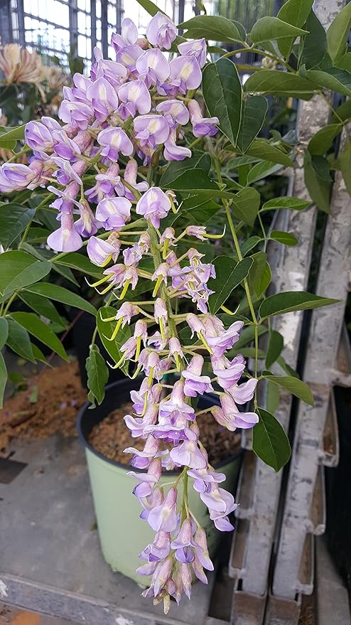 American Beauties Native Plants - Wisteria macro. 'Blue Moon' (Wisteria) Vine, deep blue-purple flowers, #2 - Size Container