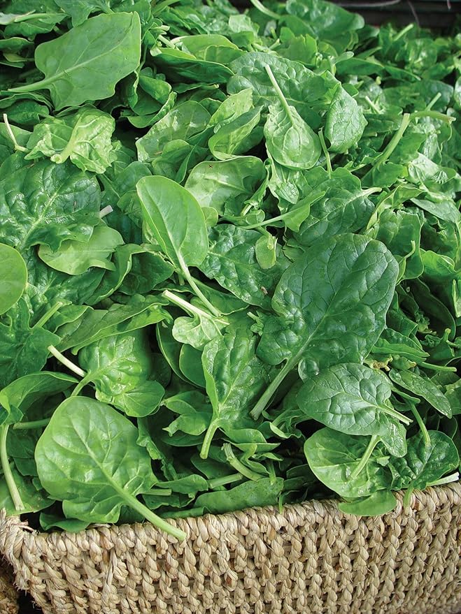 Burpee Double Choice Spinach Seeds 350 seeds