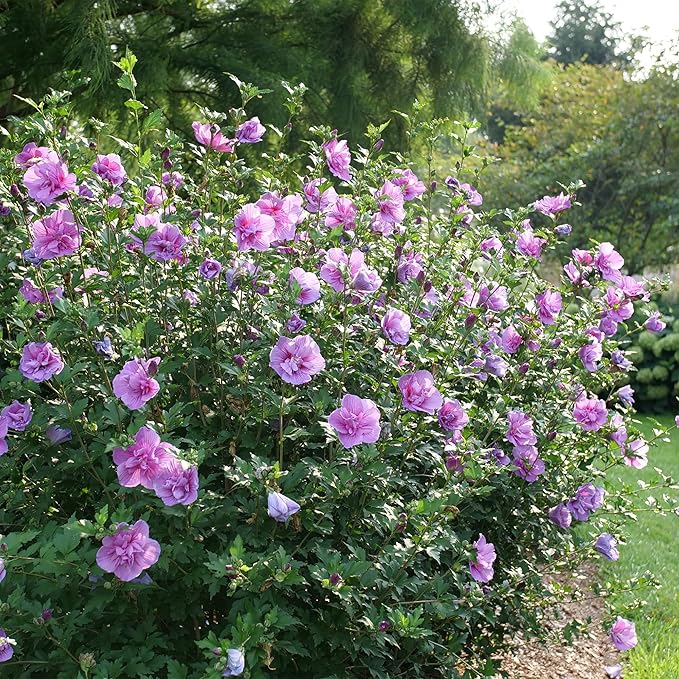 2 Gallon Proven Winners Hibiscus Dark Lavender Chiffon Shrub