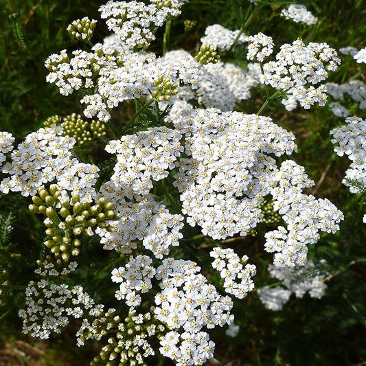 Outsidepride Achillea Millefolium Wild White Yarrow Seeds - 5000 Pcs Perennial Flower Seeds, Drought Resistant, Low Maintenance & Easy Planting for Beautiful Garden & Fireflies Attraction
