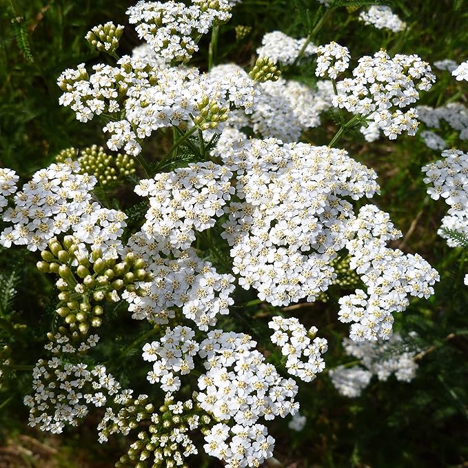 Outsidepride Achillea Millefolium Wild White Yarrow Seeds - 1/4 Lb. Perennial Flower Seeds, Drought Resistant, Low Maintenance & Easy Planting for Beautiful Garden & Fireflies Attraction
