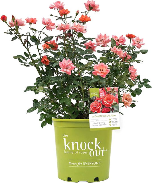 Green Promise Farms Rosa Knock Out (Reblooming) Rose, 2-Size Container, Coral Flowers