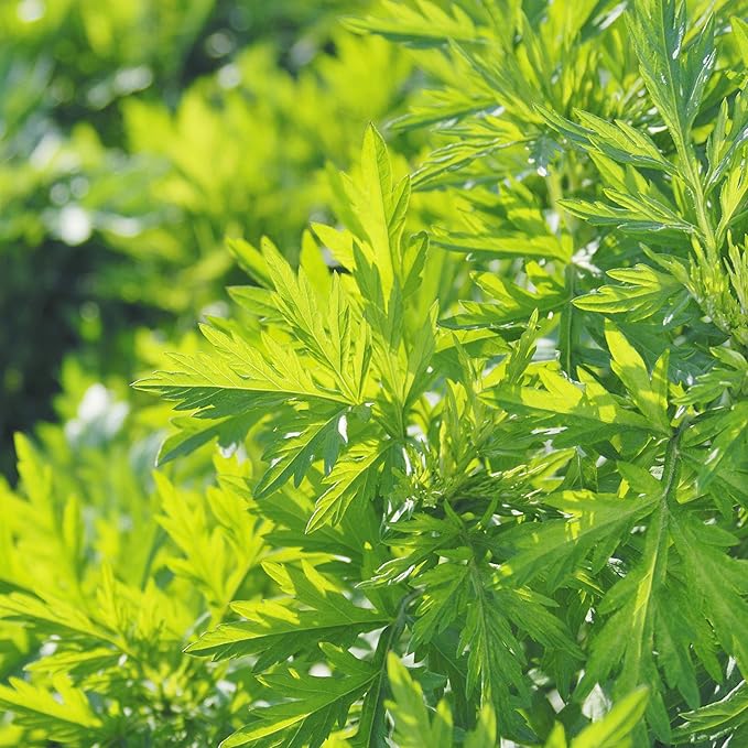 Outsidepride 10000 Seeds Perennial Mugwort Herb Garden Seeds for Planting