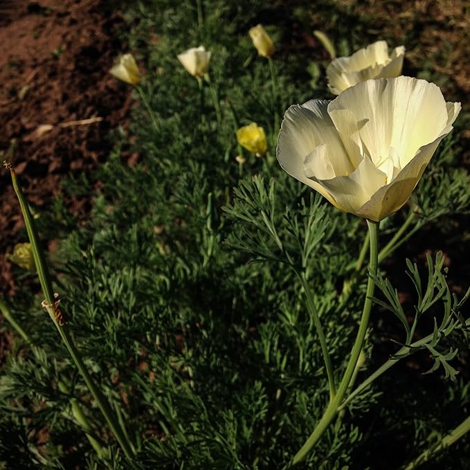 Plant Good Seed White Linen California Poppy Seeds - Pack of 200, Heirloom Seeds for Planting Flowers - Gardening Supplies, Herb Garden, Wildflower, Flower Seeds to Plant Outside - from USA