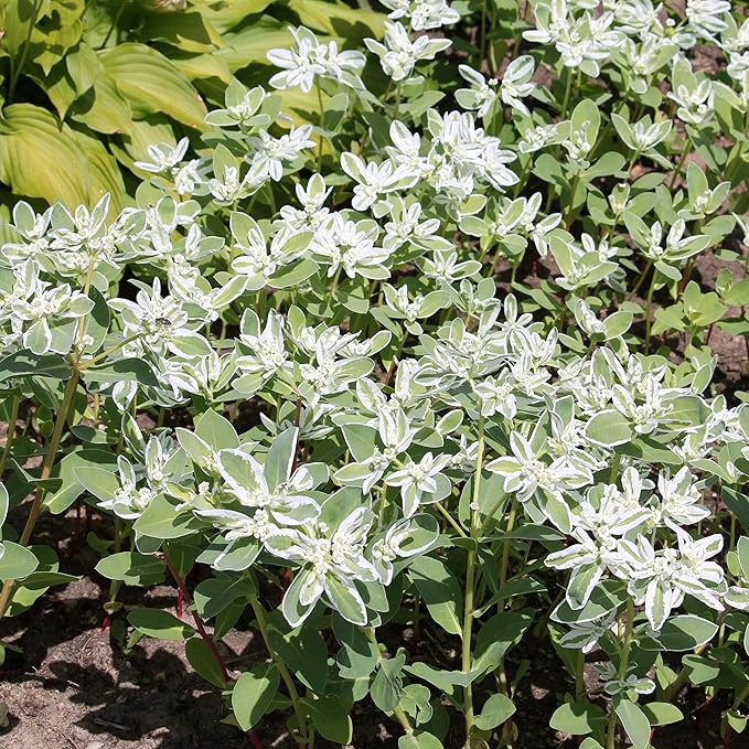Outsidepride 500 Seeds Perennial Euphorbia Snow On The Mountain Flower Seeds for Planting