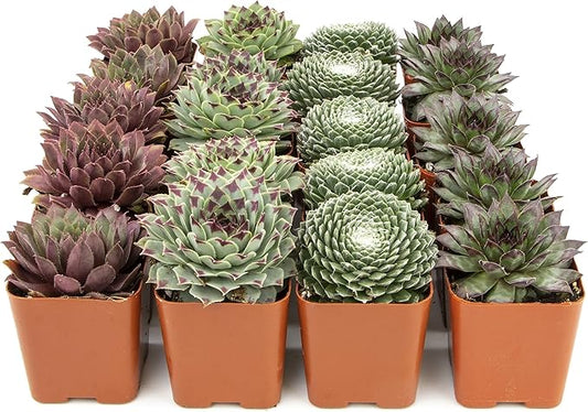 Succulent Plants | 20 Sempervivum Succulents | Rooted in Planter Pots with Soil | Real Live Indoor Plants | Gifts or Room Decor by Plants for Pets