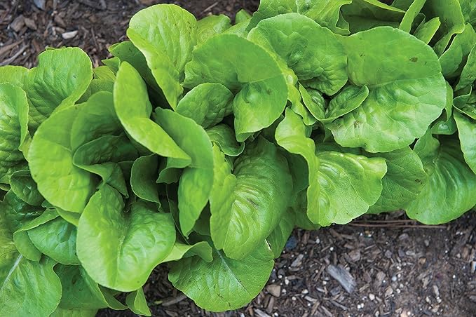 Burpee Burpee Bibb Lettuce Seeds 2500 seeds