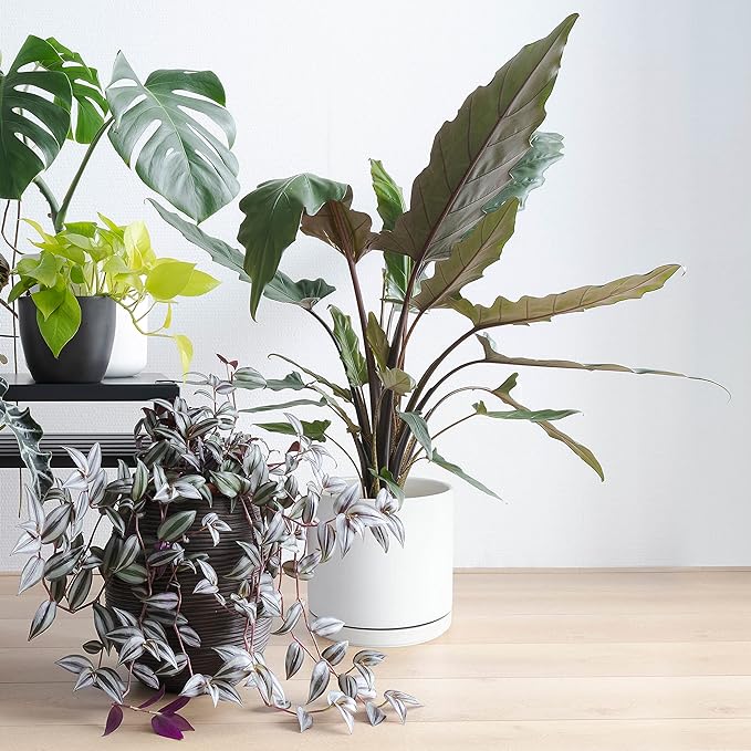 D'vine Dev 8 Inch Ceramic Planter Pot with Drainage Hole and Saucer, Indoor Cylinder Round Planter Pot, White, 94-O-D-1