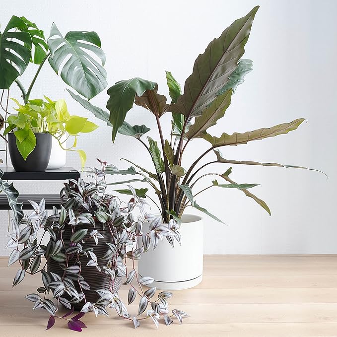 D'vine Dev 8 Inch Ceramic Planter Pot with Drainage Hole and Saucer, Indoor Cylinder Round Planter Pot, White, 94-O-D-1