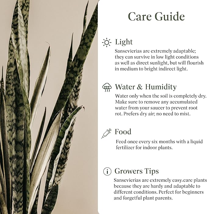 American Plant Exchange Snake Plant, Live Sansevieria Indoor Houseplant, Green Zeylanica, 10-Inch Pot, 2-3ft Tall, Easy Care, Low Light, Large Floor Houseplant for Home, Office & Garden