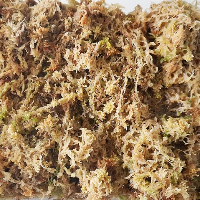 5.5oz Sphagnum Moss for Plants, Premium Compressed Sphagnum Moss for Orchids