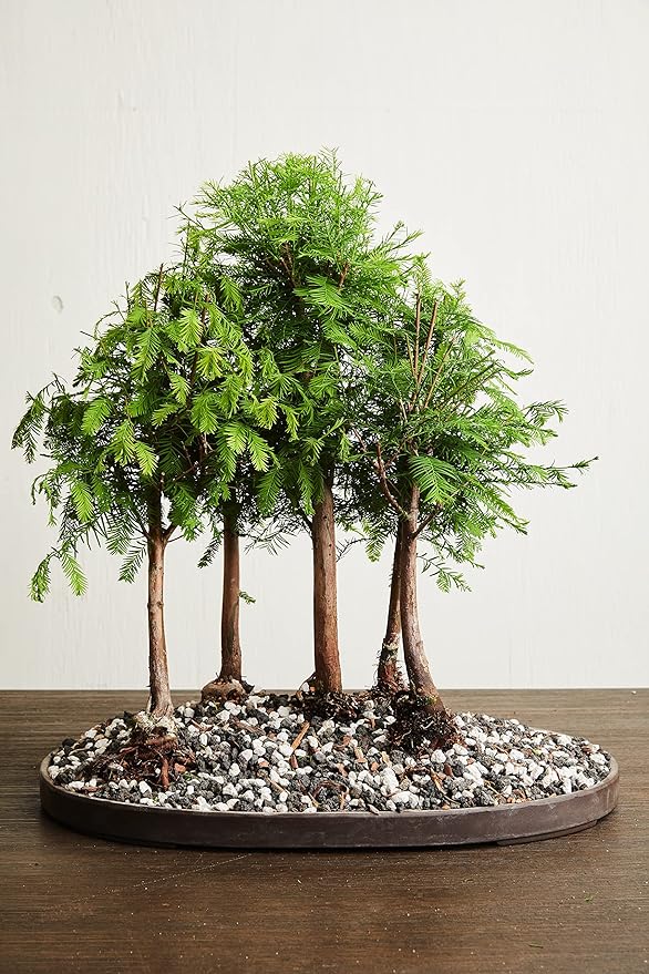 Bonsai Soil by The Bonsai Supply – 2qts. Professional Bonsai Soil Mix | Ready to use| Great for All Bonsai Tree Varieties.
