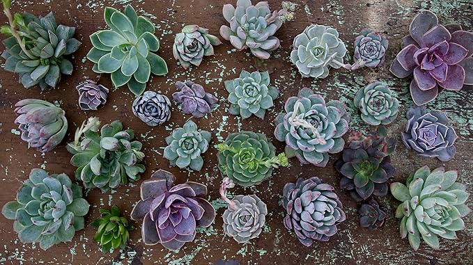 Espoma Organic Cactus Potting Soil Mix, Natural & Organic Soil for Cactus, Succulent, Palm, and Citrus Grown in containers Both Indoors and Outdoors, 8 qt, Pack of 2