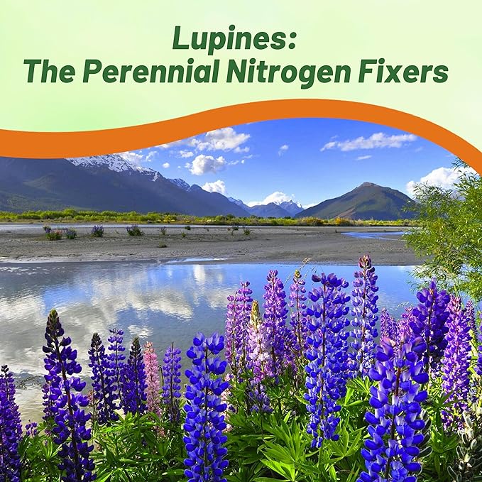 Outsidepride 5 lb. Perennial Blue Lupine Flower Seeds for Planting