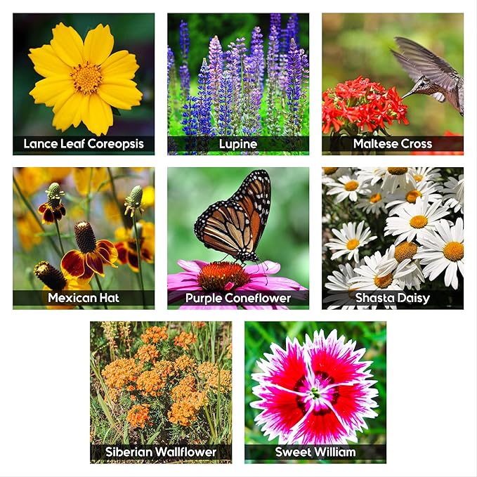 NatureZ Edge Wildflower Seeds, 1/2 lb, 340,000 Seeds, 35 Variety Perennial & Annual Flower Seeds to Plant Outside, Bulk Wildflower Seeds, Wild Flower, Semillas de Flores