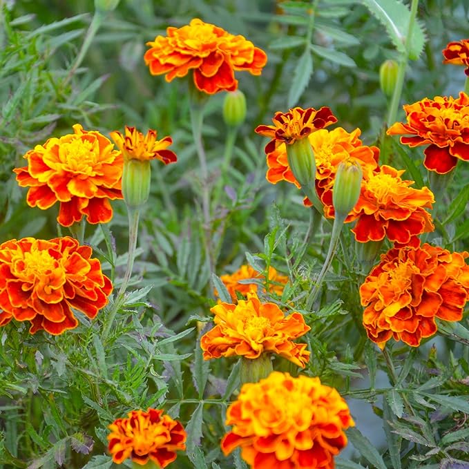 The Old Farmer's Almanac Petite Mixture Marigold Seeds - Premium Non-GMO, Open Pollinated, USA Origin (5 Packets - 5 Grams - Approx 1000 Seeds)