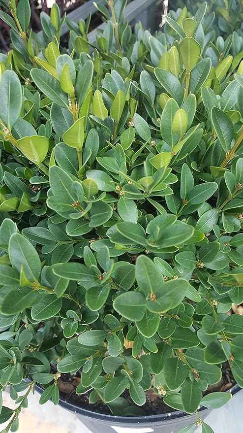 Buxus micro. jap. 'Green Velvet' (Boxwood) Evergreen, #3 - Size Container