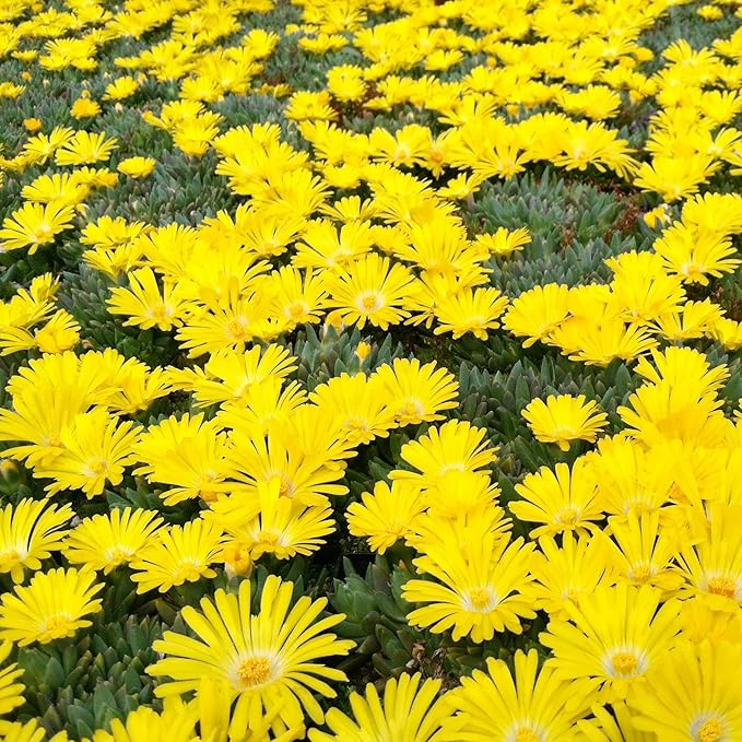 Yellow Ice Plant Seeds Evergreen Ornamental Edible Attract Butterflies Drought Tolerant Ground Cover Rock Garden Outdoor Bed 100Pcs Flower Seeds by YEGAOL Garden