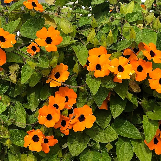 Outsidepride 200 Seeds Annual Orange Thunbergia Black-Eyed Susan Vine Flower Seed for Planting