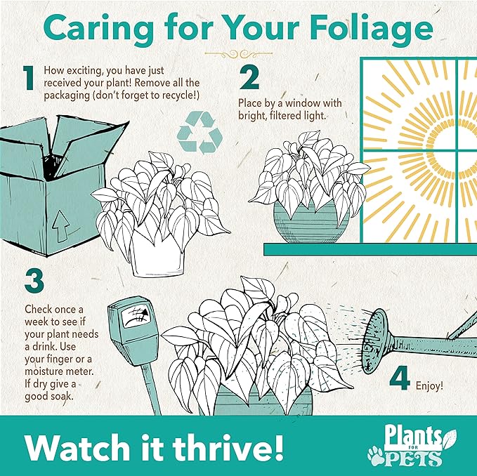 Fiddle Leaf Fig Tree (4 Pack), Ficus Lyrata Plant Pack, Ficus Tree Live Plant Delivery, Popular Plant Decor, Indoor Plants Live Houseplants, Real Plants, Live Plants Indoor Plant by Plants for Pets