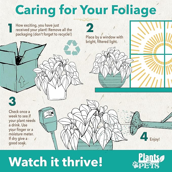 Burgundy Ficus Tree Live Plant (Approx. 16" Tall) in 6 Inch Pot, Rubber Plant, Air Purifying Plant, Easy Plant Décor, House Plant, Indoor Plant, Desk Plant & Office Plant by Plants for Pets