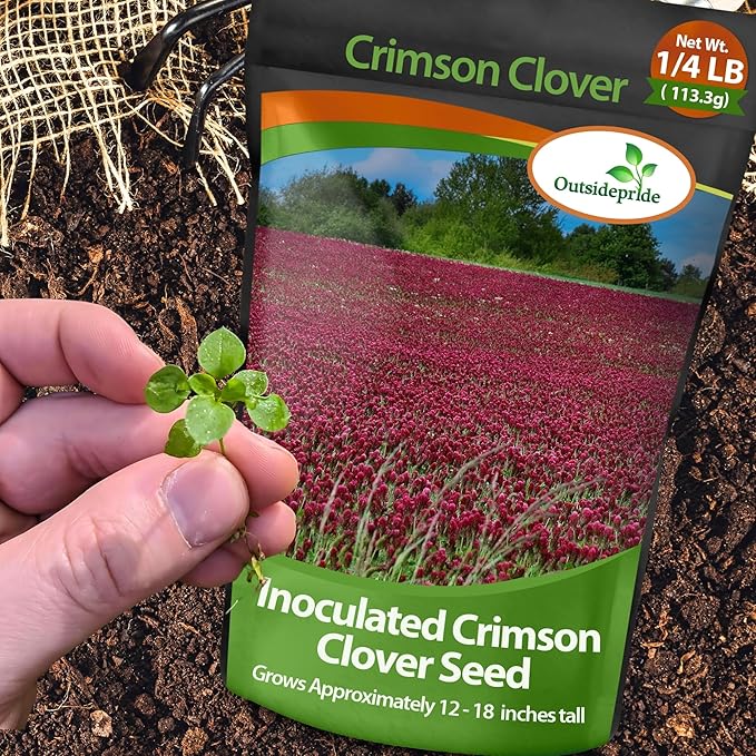 Outsidepride Crimson Clover Seeds - 1/4 lbs. Annual, Nitrocoated, & Inoculated Ground Cover Seeds, Ideal Clover Seed for Lawn, Cover Crop, Pasture, Hay, Green Manure & Wildlife Forage