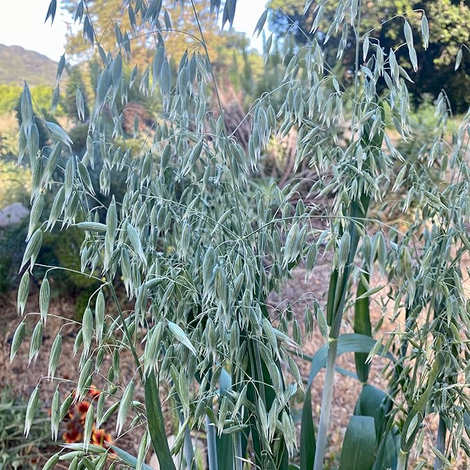 All Good Things Organic Common Oat Seeds - Pack of 275, Heirloom Seeds for Planting Grains, Vegetables - Gardening Supplies, Vegetable Garden - Non-GMO, Open Pollinated, from USA