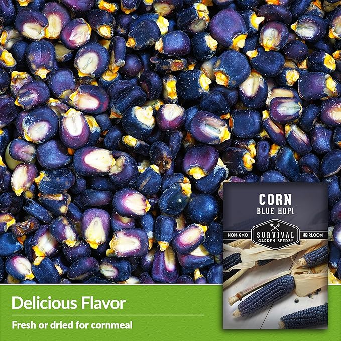 Blue Hopi Corn Seeds for Planting - 2 Packets with Instructions to Plant and Grow Heritage Blue Maize in Your Home Vegetable Garden - Non-GMO Heirloom Variety - Survival Garden Seeds