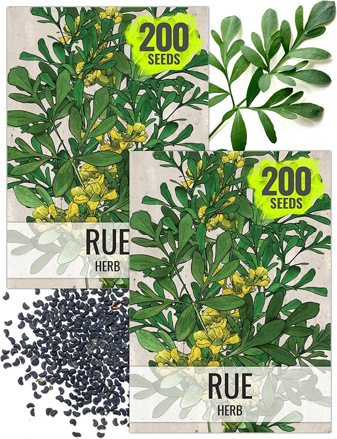 Seed Needs Rue Seeds for Planting - Non-GMO, Heirloom & Untreated Perennial Herbs - Organically Grow a Home Grown Medicinal Herb Garden Indoors or Outdoors (2 Packs)