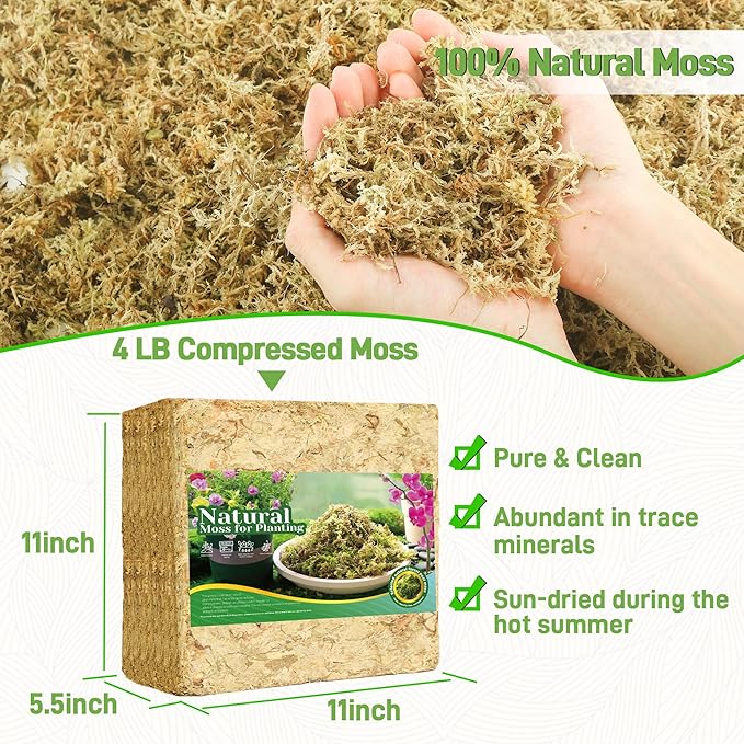4LB Sphagnum Moss for Plants Indoor, Premium Peat Moss for Reptiles Terrarium-80 Quarter, Natural Long Fiber Orchid Moss for Repotting Propagation Succulent Sarracenia Carnivorous Gardening