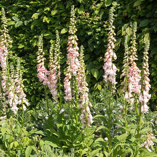 Outsidepride 5000 Seeds Biennial Digitalis Foxglove Apricot Flower Seeds for Planting