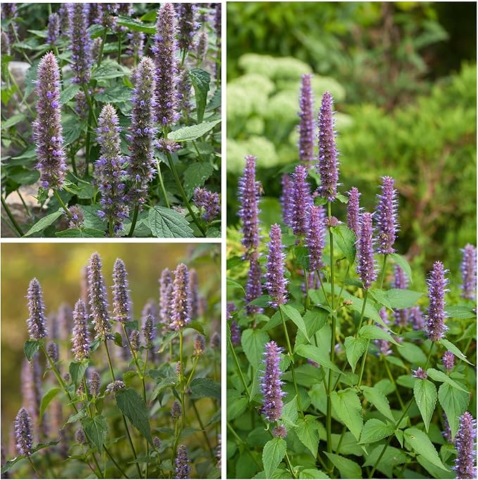 Seed Needs Anise Hyssop Seeds for Planting - Non-GMO, Heirloom & Untreated - Organically Grow a Medicinal/Culinary Herb Garden for Tea & Essential Oils (1 Pack)