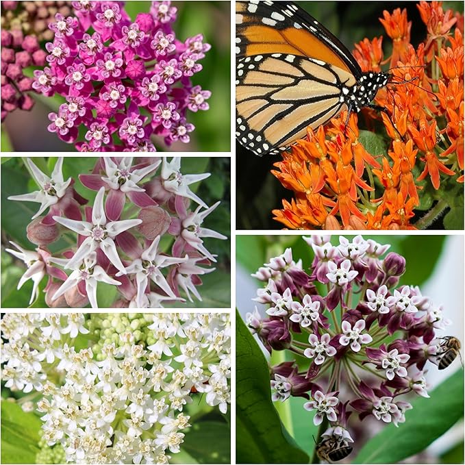 Seed Needs, Milkweed Seed Packet Collection to Attract Monarch Butterflies (5 Individual Seed Varieties to Plant) Heirloom & Untreated Seeds